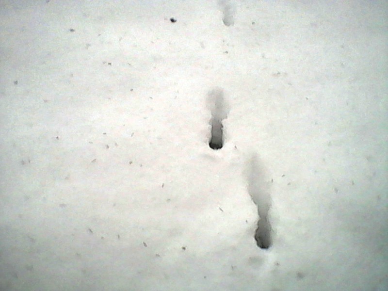 DSC_0000377.jpg