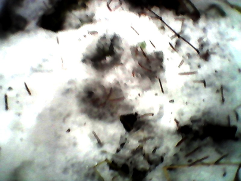 DSC_0000387.jpg