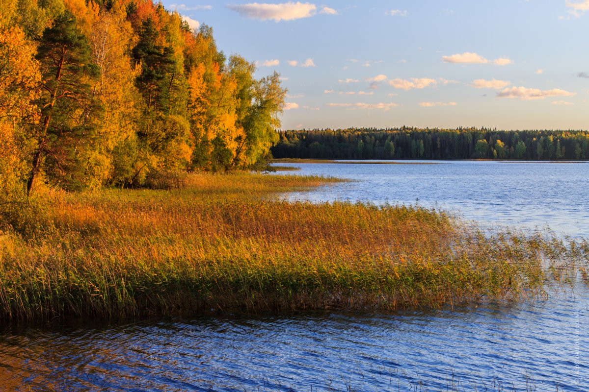 Озеро Боровно, октябрь 2015
