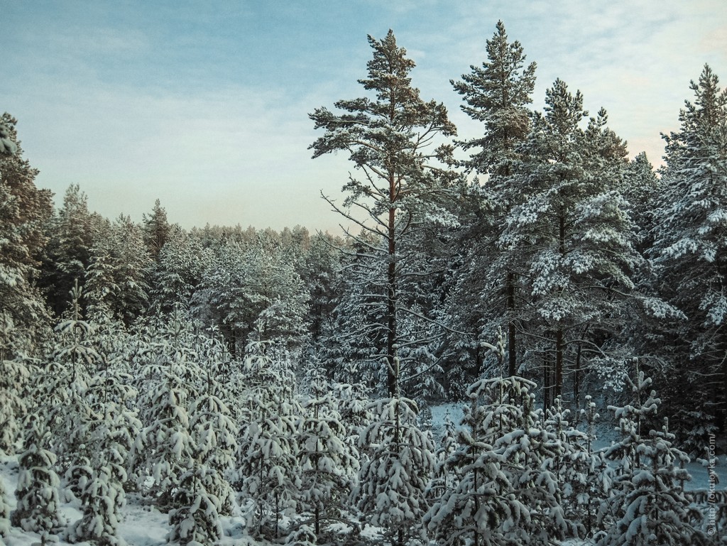 Молодняк в лесу