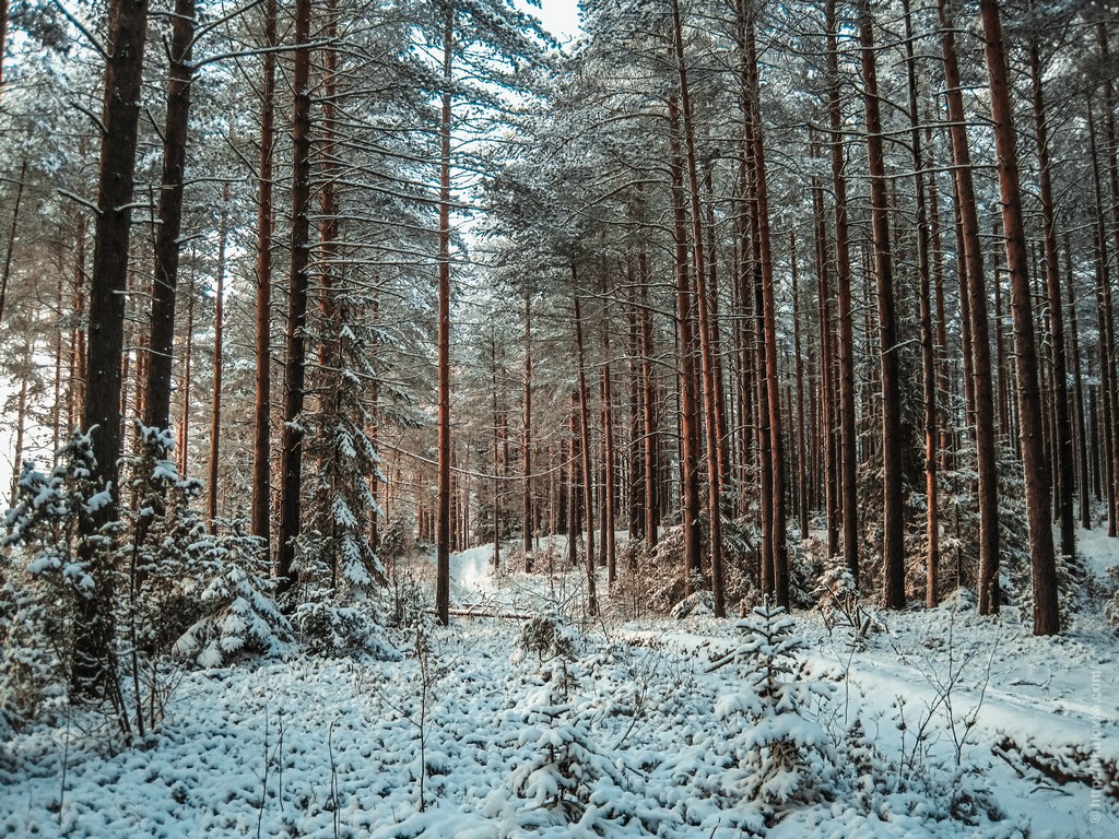 Зимний лес